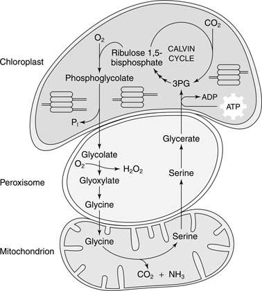 Fotorespirace (glykolátová cesta) Spoluúčast tří organel!