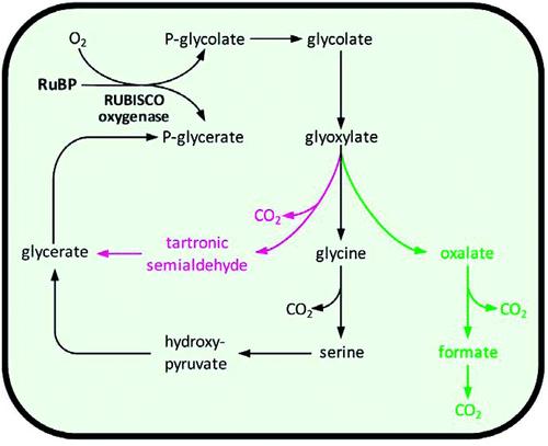 Význam fotorespirace: Hypotézy: 1. Ochrana před fotoinhibicí (?) reálně pomáhá disipovat (zavřené průduchy: fotorespirace využívá ATP i red. koenzymy) 2.