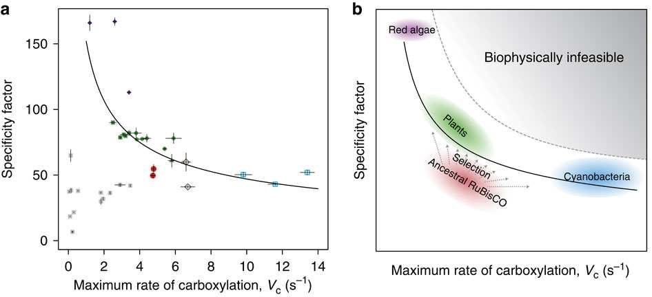 Specifitní faktor rubisco spoluurčuje poměr rychlostí karboxylace x oxygenace (vyjadřuje afinitu k CO 2 a O 2, a maximální rychlosti obou reakcí) τ = V c. K o / V o. K c v c / v o = τ.