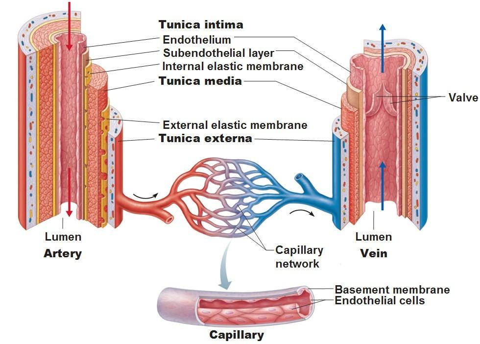 Arterie