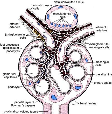 bez diafragmy v glomerulech