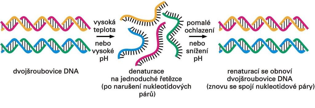 Fluorescenční in situ hybridizace Hybridizace (FISH) tvorba dvouřetězcových hybridů ze dvou