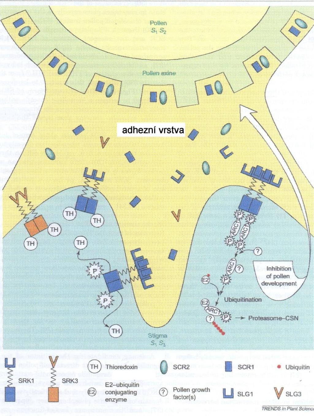 Model interakce pylu a buněk blizny 2 1 Protein ARC1 U-box Ubiquitin Ligázová aktivita Rozeznává a