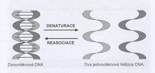 (zmnožování) DNA pomocí PCR (viz dál) DNA uložena v: