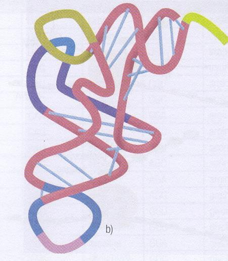 t RNA