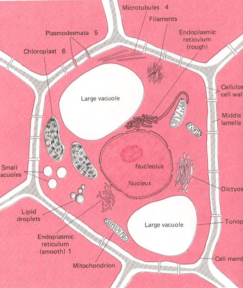 Rostlinná buňka: - jádro (chromozomy) - mitochondrie - chloroplasty + viry + endoparaziti, endosymbionti Jádrová DNA - biparentální dedičnost Mitochondriální