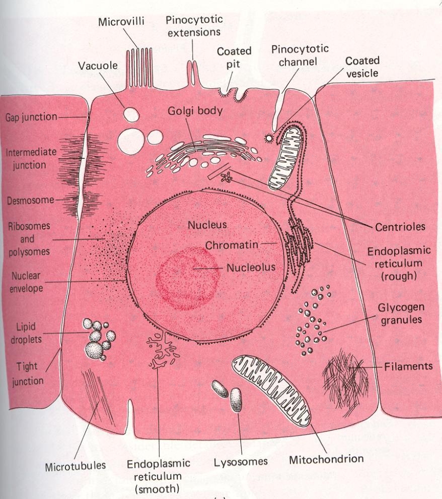 Živočišná buňka: - jádro (chromozomy) - mitochondrie + viry + endoparaziti, endosymbionti