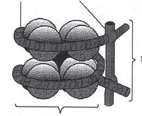 DNA v jádře chromozomy jsou lineární vláknité