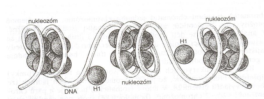 hmoty chromatinu tzv. nukleozomů (8 mol.