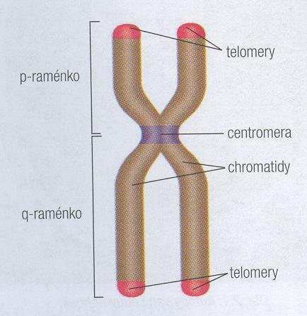 Chromozom vláknitý útvar