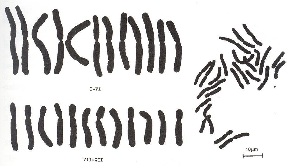 karyotyp = soubor chromozomů určitého biologického druhu idiogram (karyogram) = grafické zobrazení