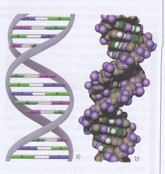 Sekundární struktura DNA = dvojitá