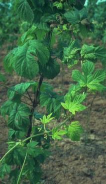 Genetická variabilita panašování listů u chmele Humulus japonicus