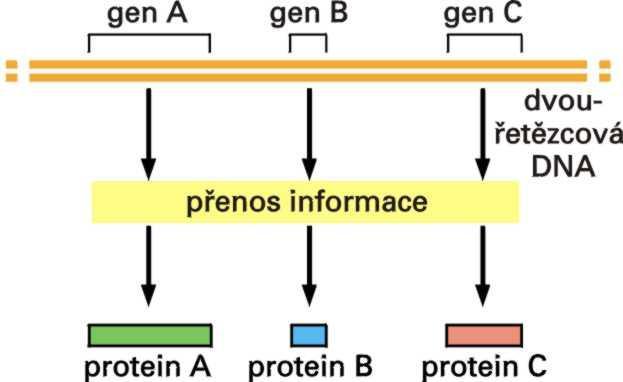 Každý gen obsahuje informaci pro