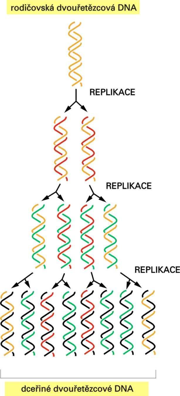 Semikonzervativní replikace DNA Dceřiné molekuly