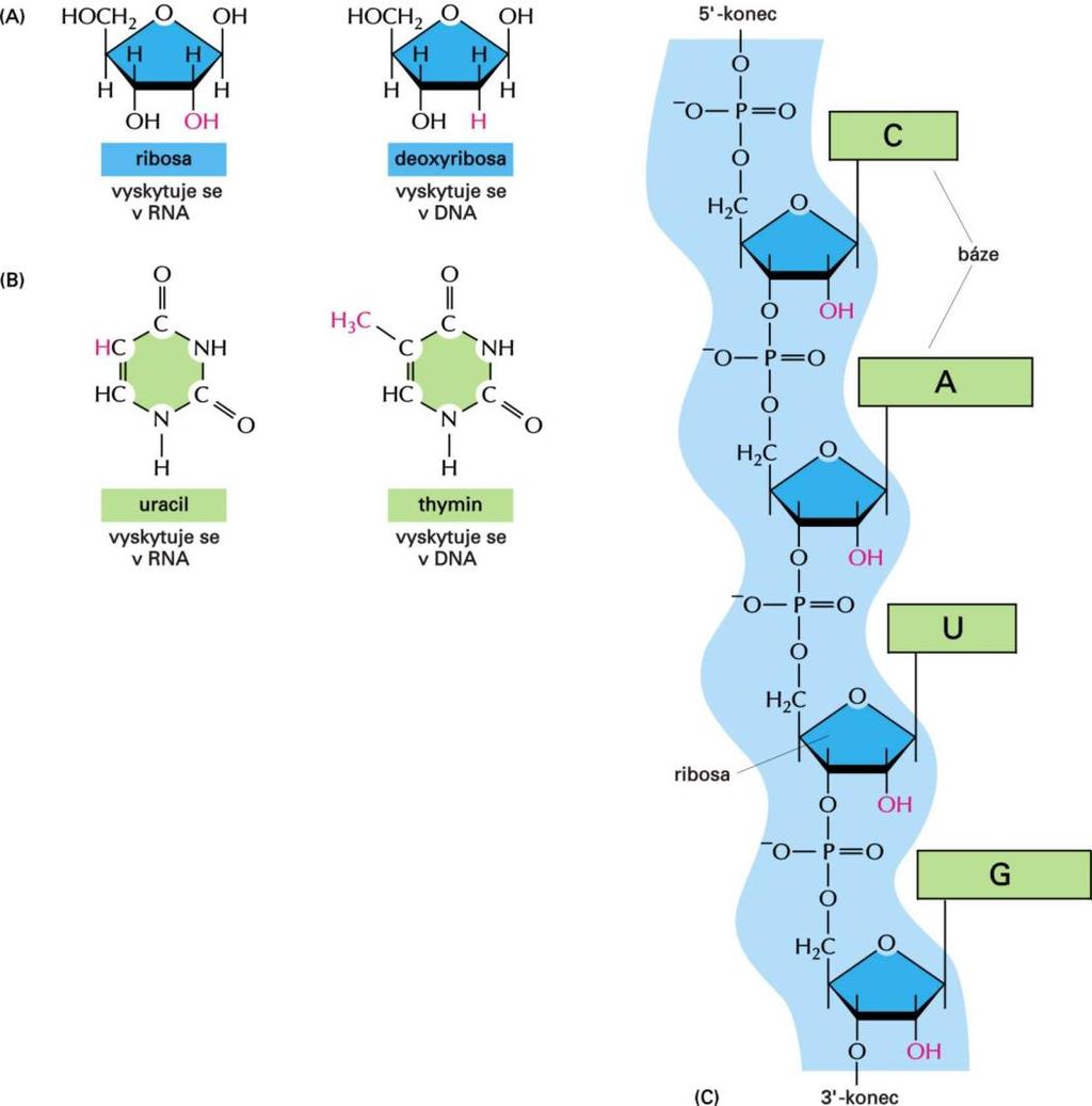 Struktura molekuly RNA RNA nevytváří dvoušroubovicovou strukturu.