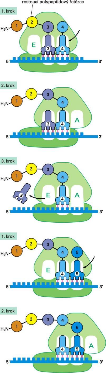 Translace molekuly mrna Translace probíhá v cytoplazmě v organelách ribozómech.