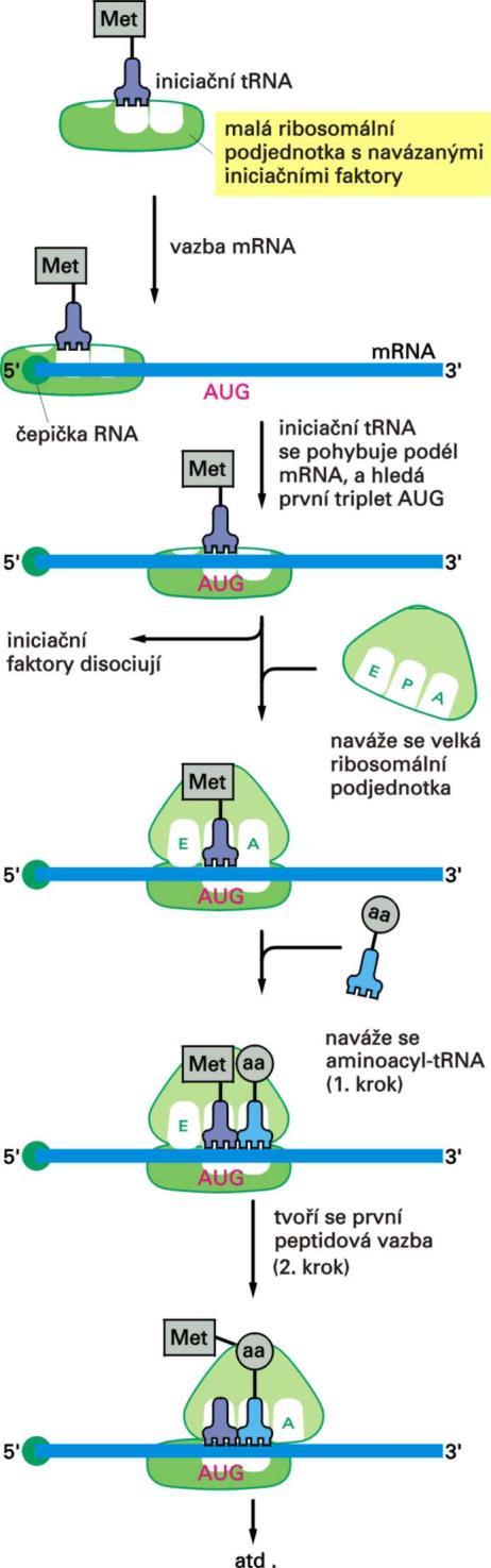 Průběh translace