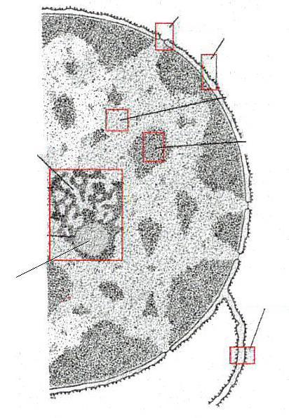 Mikroskopická struktura jádra jaderný pór jaderná blána euchromatin