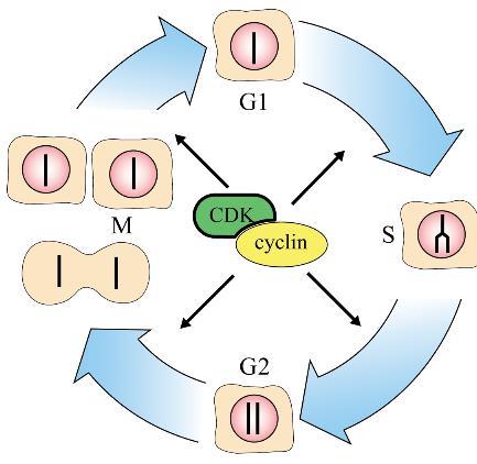 Detailní členění buněčného cyklu Přechod jednotlivých fází je řízen enzymem cyklin-dependentní kinázou (CDK) a proteinem cyklinem.