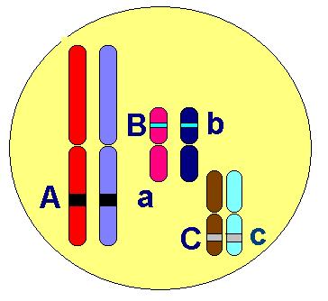 Monohybrid, dihybrid, monohybrid Aa: heterozygot v jednom