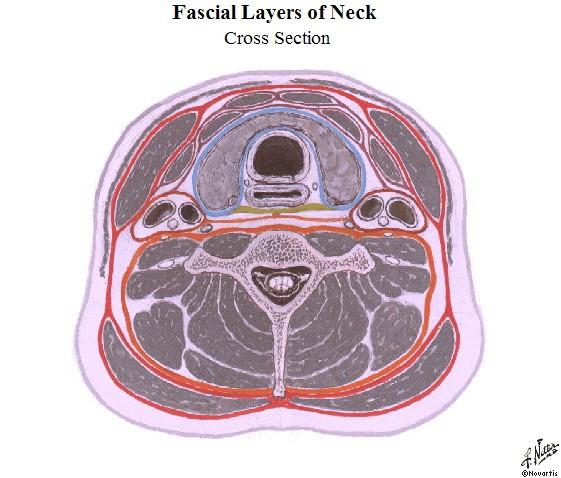 FASCIA CERVICALIS: LAMINA SUPERFICIALIS PRAETRACHEALIS (FASCIA