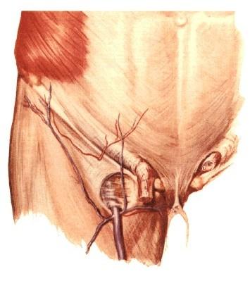 A. EPIGASTRICA SPF. A. CIRCUMFLEXA ILIUM SPF.