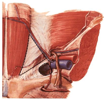 CANALIS INGUINALIS Posterior wall: Fascia transversalis: Anulus inguinalis prof. Lig.