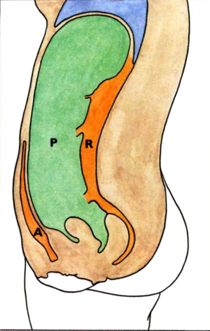 CAVITAS ABDOMINALIS P cavitas peritonealis A spatium preperitoneale R