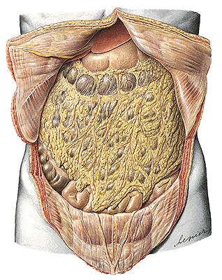 CAVITAS PERITONEALIS - pars