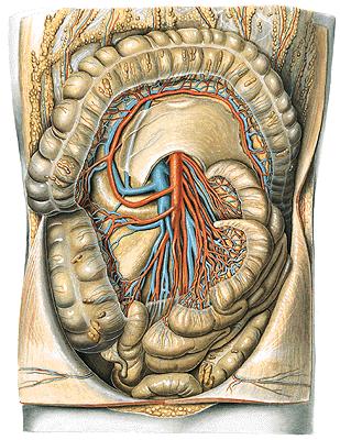 Right infra(meso)colic