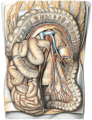 Left infra(meso)colic