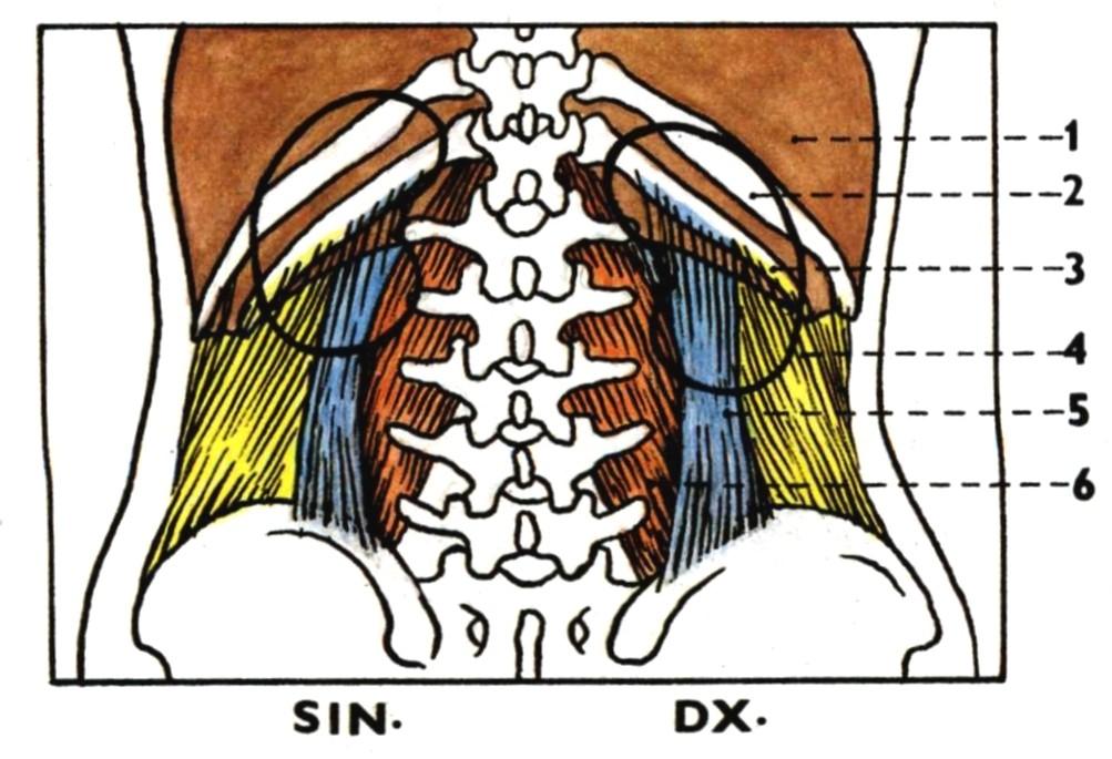 1. diaphragma 4. m. transversus abdominis 2.