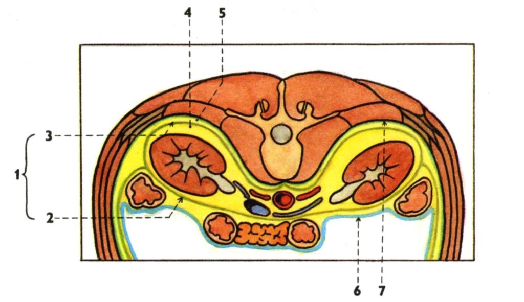 1. fascia renalis 5. corpus adiposum pararenale 2. lamina praerenalis 6.