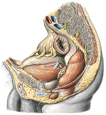 CAVITAS PELVIS