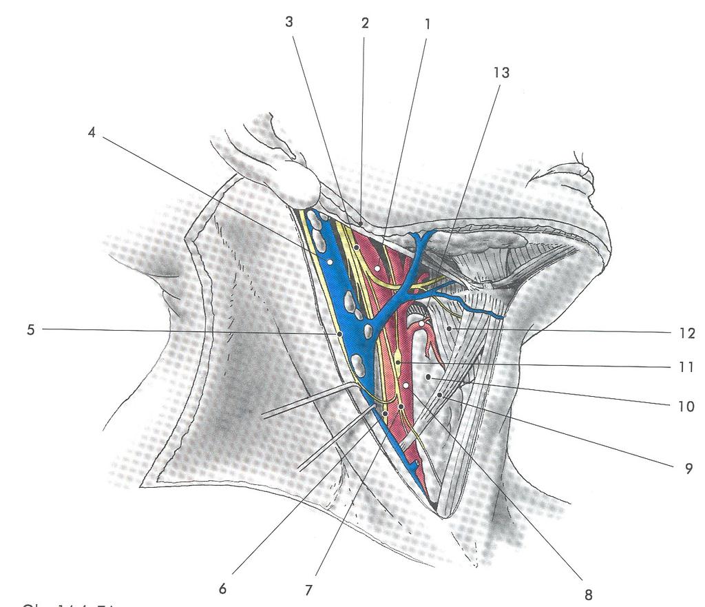 TRIGONUM CAROTICUM CONTENTS: V. FACIALIS V. JUGULARIS INT. NL. CERVICALES PROF. A.