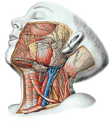 Lymphatic drainage of the head and neck: Nodi lymph. occipitales Nll. retroauriculares Nll. parotidei Nll. submandibulares Nll.