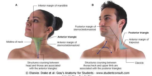 REGIO CERVICALIS ANTERIOR REGIO