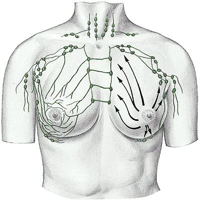 Lymphatic drainage of the breast - nll. axillares - nll.