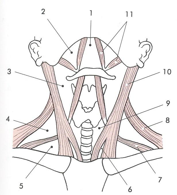 1 trigonum submentale 2 trigonum submandibulare 3 trigonum caroticum 4