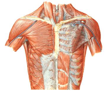 M. PECTORALIS MAJOR M.