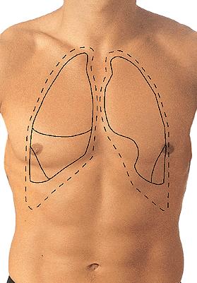 Cupula pleurae = Apex pulmonis Area interpleuralis