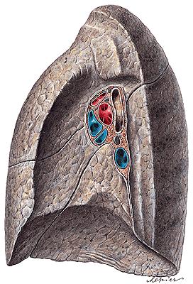 RADIX PULMONIS HILUM