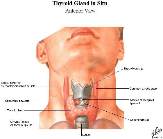 Hyoid