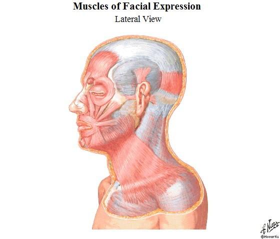 PLATYSMA