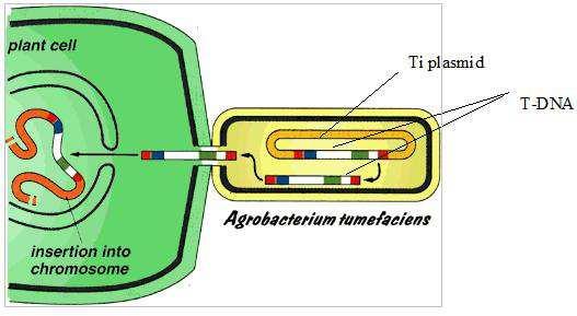 Využití Ti plazmidu k přenosu genů do rostlin Problém: Ti plazmid o velikosti 200 kb nemá