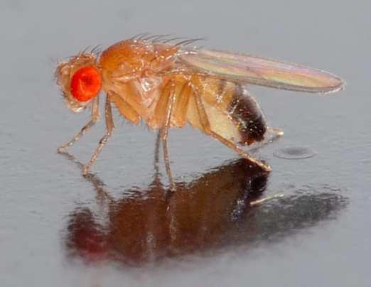 Vektory pro hmyz vývoj hmyzích vektorů souvisí s atraktivností modelového systému octomilky (Drosophila