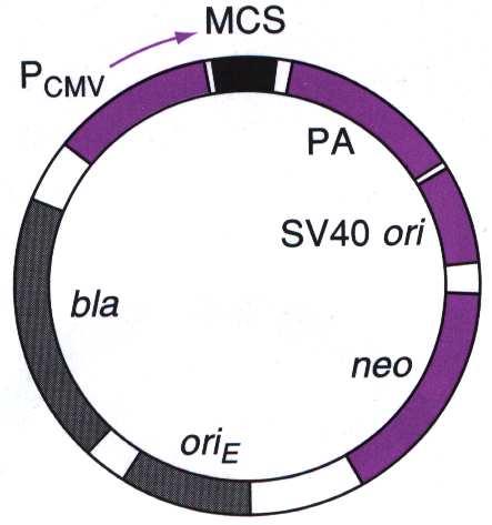 Vektory pro savčí buňky odvozené od plazmidů Obsahují signály, které savčí buňka vyžaduje pro zajištění genové exprese: obvykle virového původu (SV40, CMV) promotor (např.