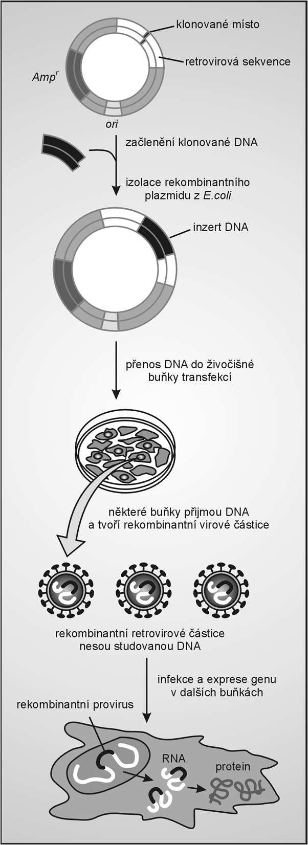Klonování retrovirovými vektory živočišné buňky pěstované v kultuře jsou transfekovány retrovirovým vektorem obsahujícím žádanou DNA např.