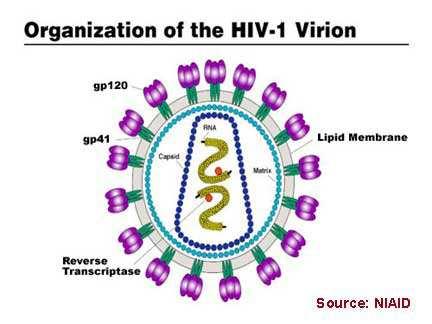 Retroviry RNA genom v infikované buňce se RNA kopíruje do dvouřetězcové DNA zpětnou transkriptázou zpětná transkriptáza je obsažena ve virionu a vstupuje do buňky zároveň s RNA DNA se cirkularizuje a